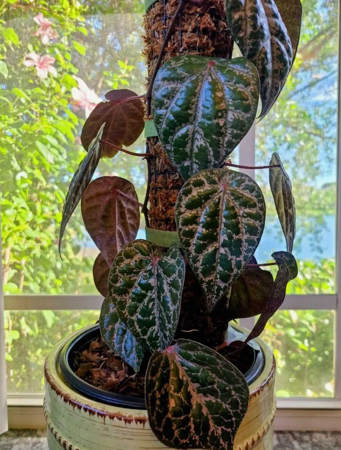 Piper crocatum