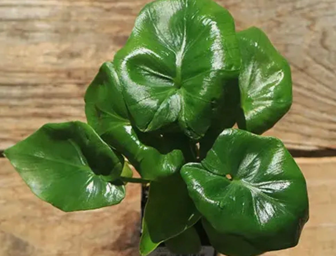 Philodendron atom