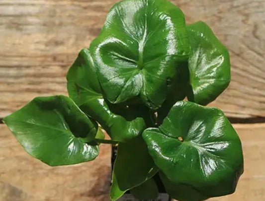 Philodendron atom