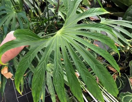 Anthurium Fingers