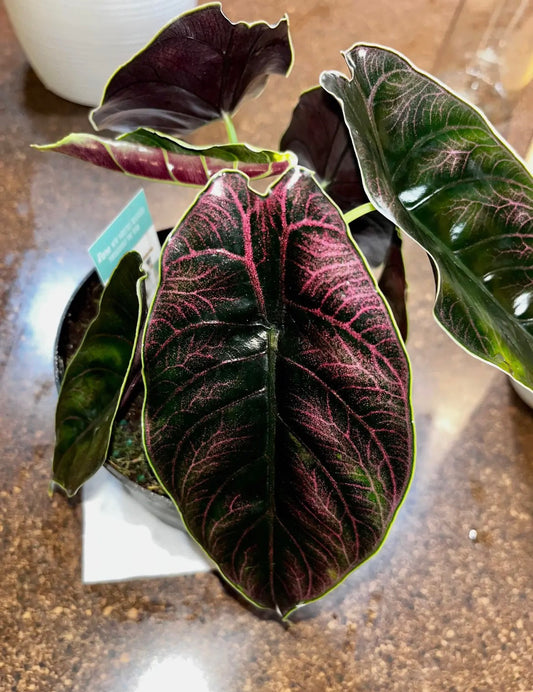 Alocasia Azlanii