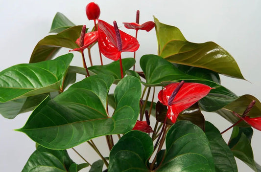 Anthurium red heart