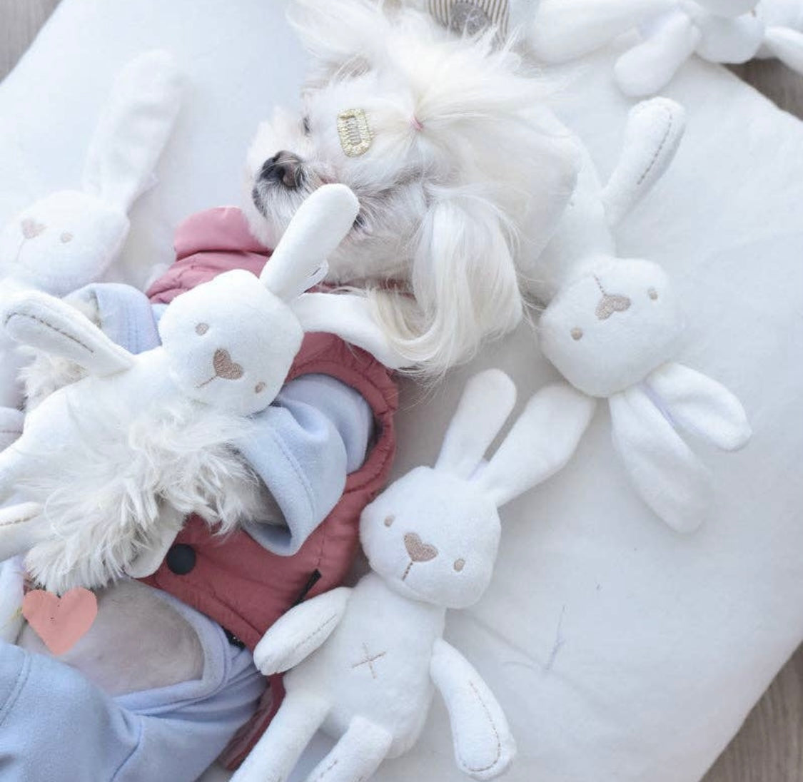 Rabbit Plush Doggie Toy